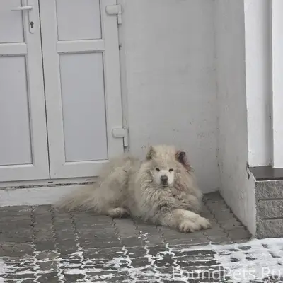 Пропала собака (самоед), Богородск