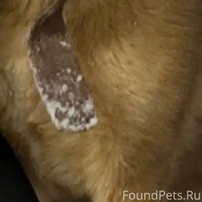 Пропал крупный рыжий пес Шарик