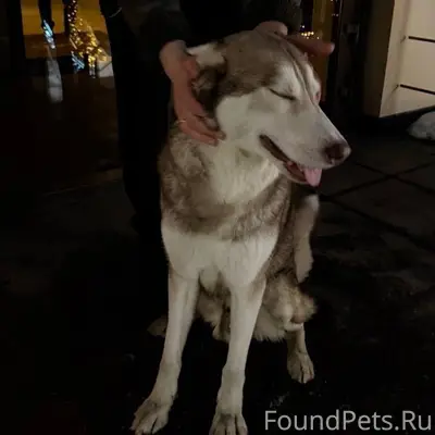 Найден пёс, остановка Любятова