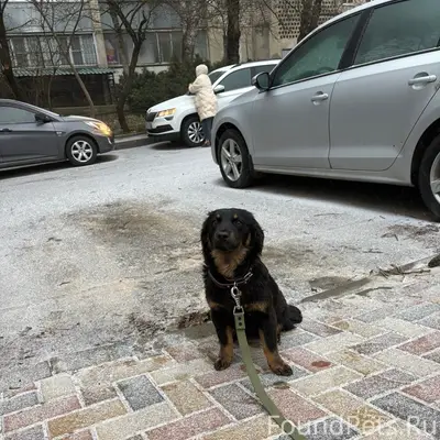 Найдена маленькая собака, г. Ставрополь