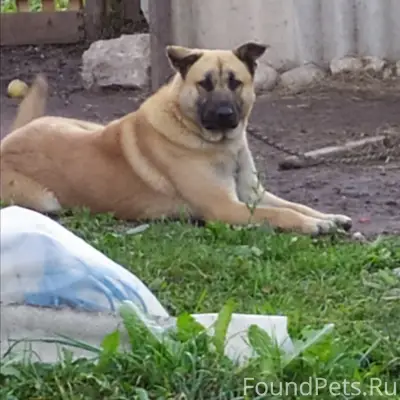 Пропала собака Тори