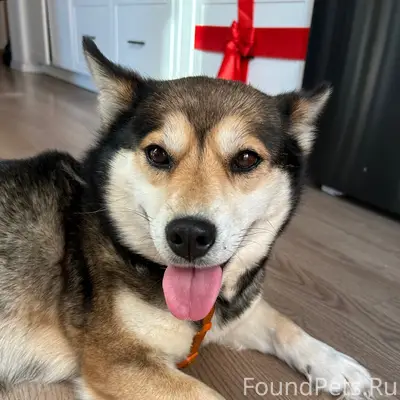 Найден щенок, на выезде на трассу