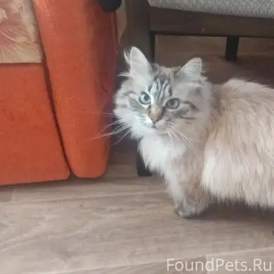 Пропал кот, ул. Советская