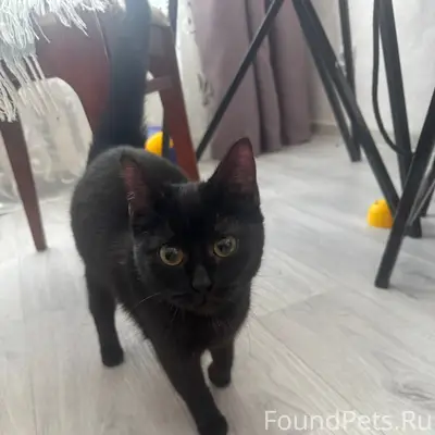 Найдена кошка, предположительно 2 месяца