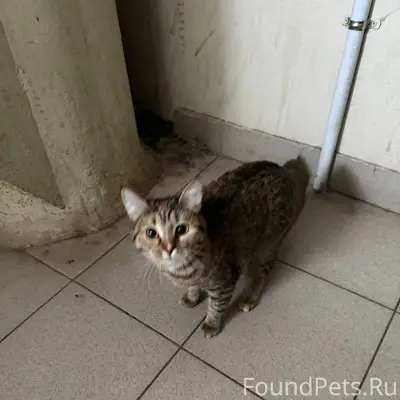 Найдена кошка, ул. Б. Хмельницкого, д. 73