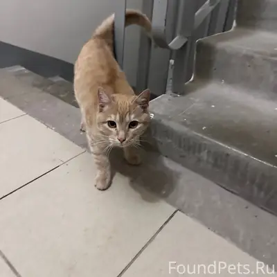 Найден персиковый кот-подросток, улица Герцена