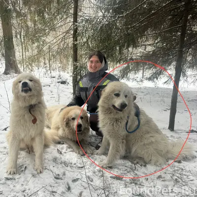 Пропала пиренейская овчарка, район Дубосеково/Нелидово