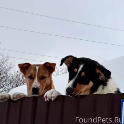Пропали собаки