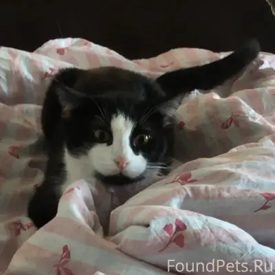 Пропал кот, неизвестно место пропажи