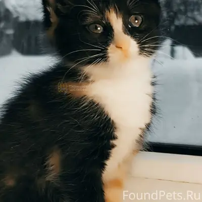 Найден котёнок, электричка