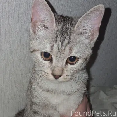 Найден котёнок, ул. Володарского