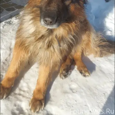 Пропала собака, улица Заводская