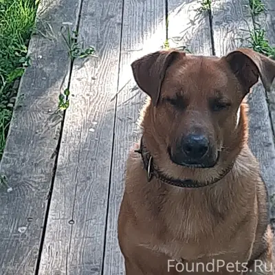 Пропал пёс, мальчик