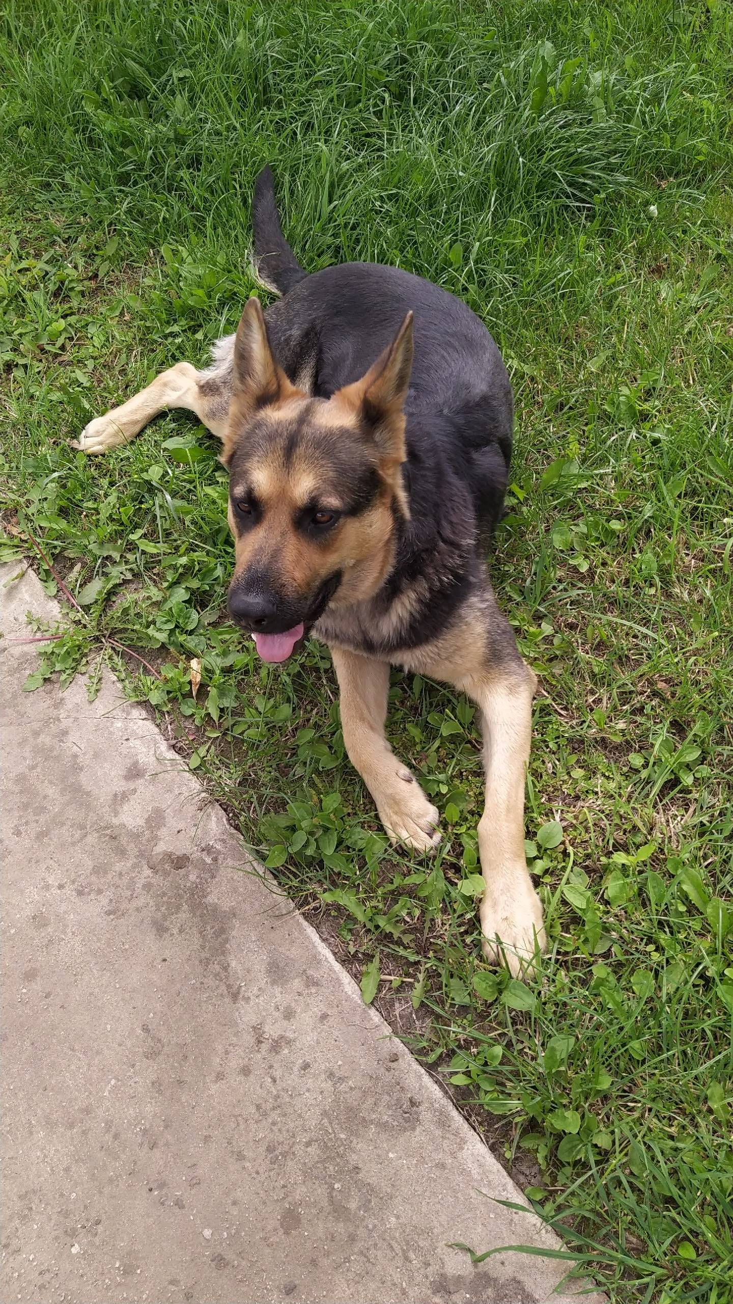 Пропала собака, район смп