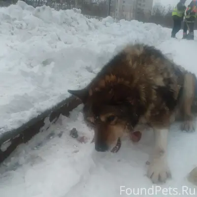 Найден кобель, Хромова