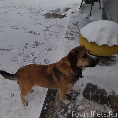 Найденна собака, Московский шоссе
