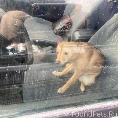 Найдена девочка щенок, Шадринск