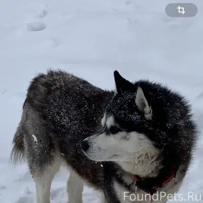 Найден хаски, район Конева