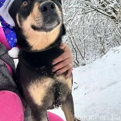 Пропал пёс Смайлик, Юрьев-Польский