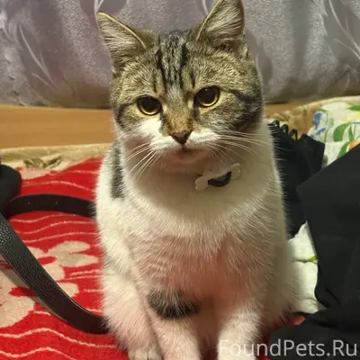 Пропал кот, трёхшёрстный, четвёртый участок