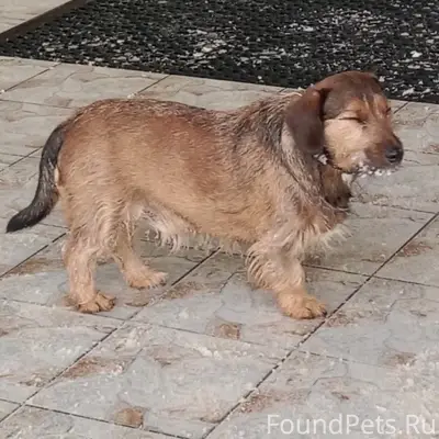 Найден пёс, Привокзальный район, г. Обнинск