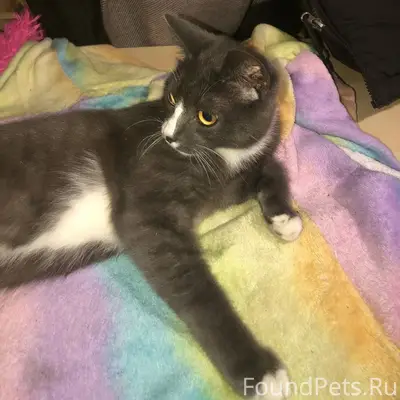 Пропал кот Гриша, Кучияк