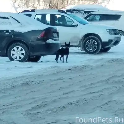 Найден щенок с ошейником, ул. 20 лет Победы