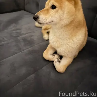 Пропала сиба-ину, около Болейко 4 б, Челябинск