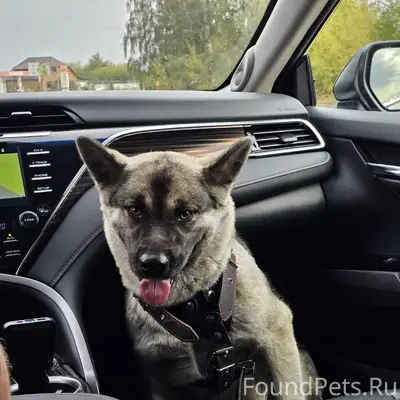 Пропала собака Пальма, район ул. Долева