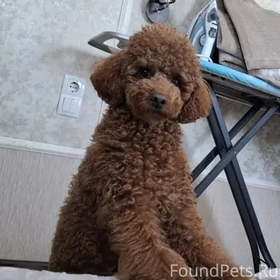 Пропала собака, Мелбугор