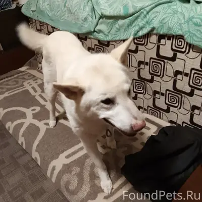 Пропала собака, без породы, с поводком