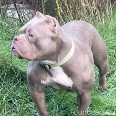 Пропала собака Американский булли, район улицы Декабристов