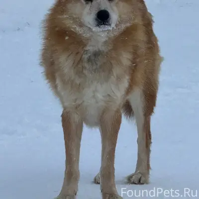 Найденная лайка в Емецке, Вологодская трасса