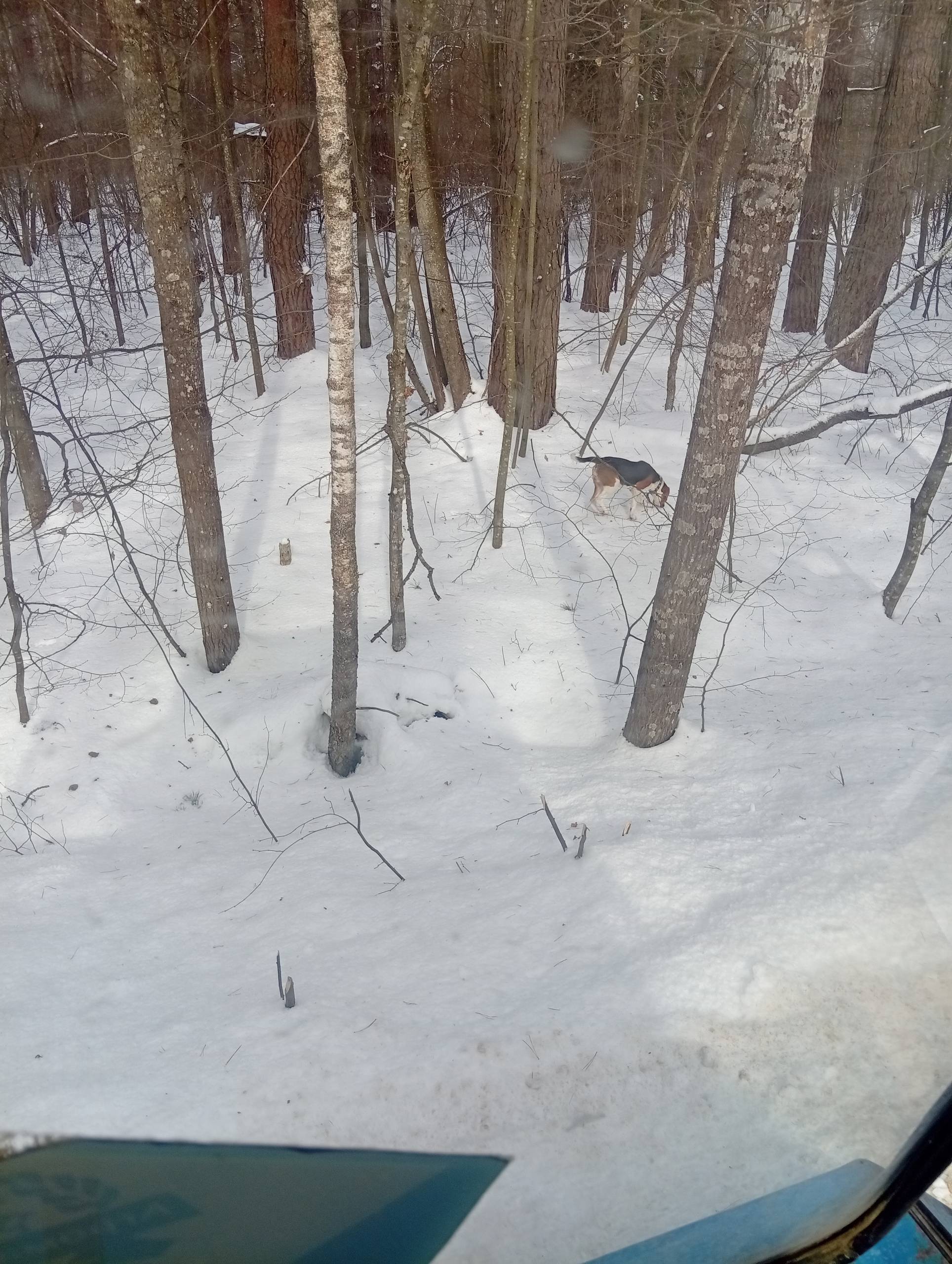 Пропал охотничий щенок, Злынка