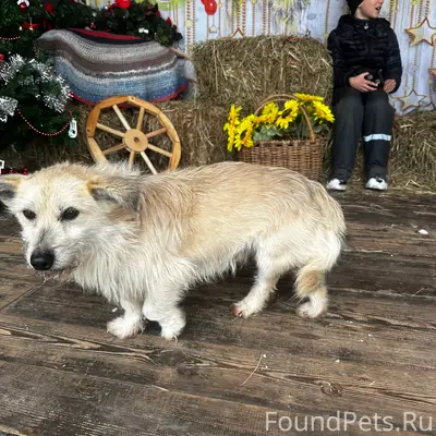 Найден рыжий кобель, Новые Дарковичи