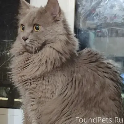 Найден кот, Калининский район