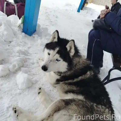 Пропала собака, автостанция