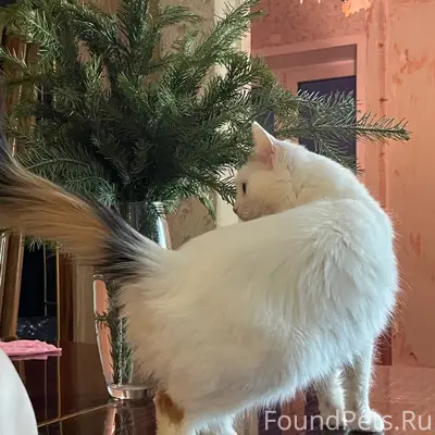 Пропала кошка, улица Марины Расковой