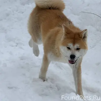 Найден кобель Акита Ину, д. Ройка, Нижегородская область
