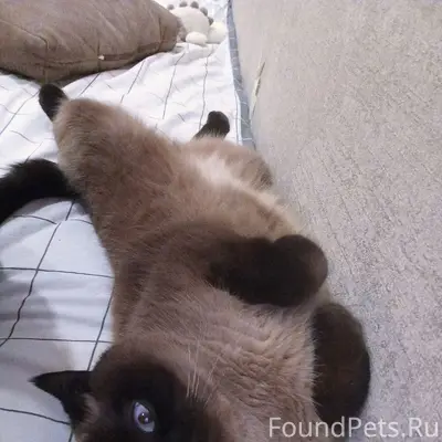 Пропала кошка, пр. Кораблестроителей