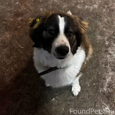 Пропал пёс Балу, город