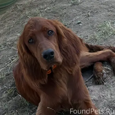 Пропал ирландский сеттер Порто, между Бобошино и Фелисово