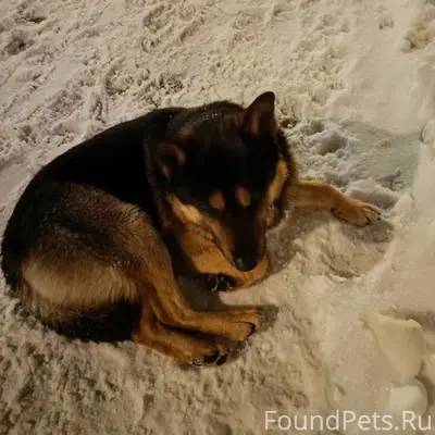 Найден пёс, г. Электросталь