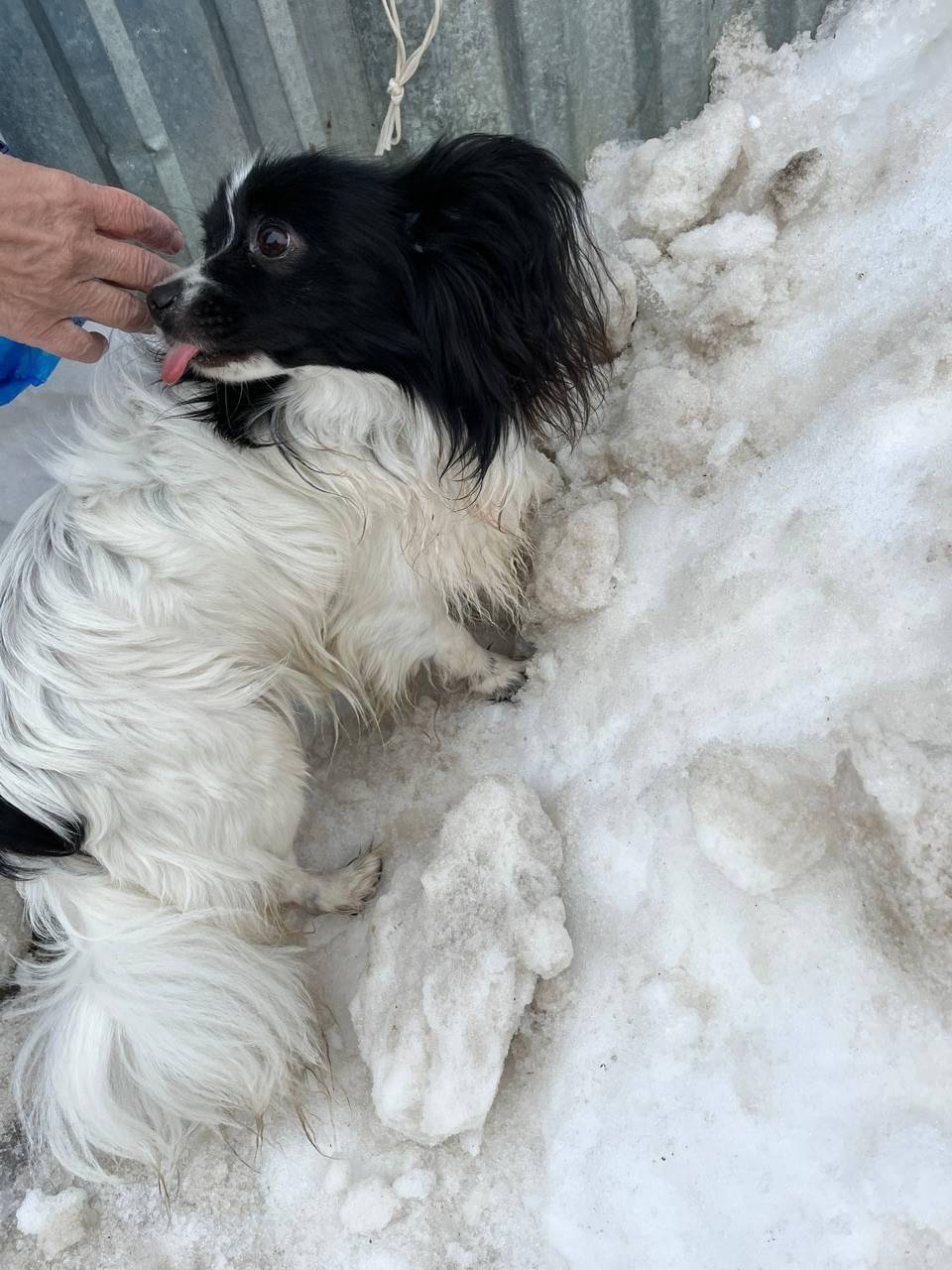 Найден кобель, Орёл