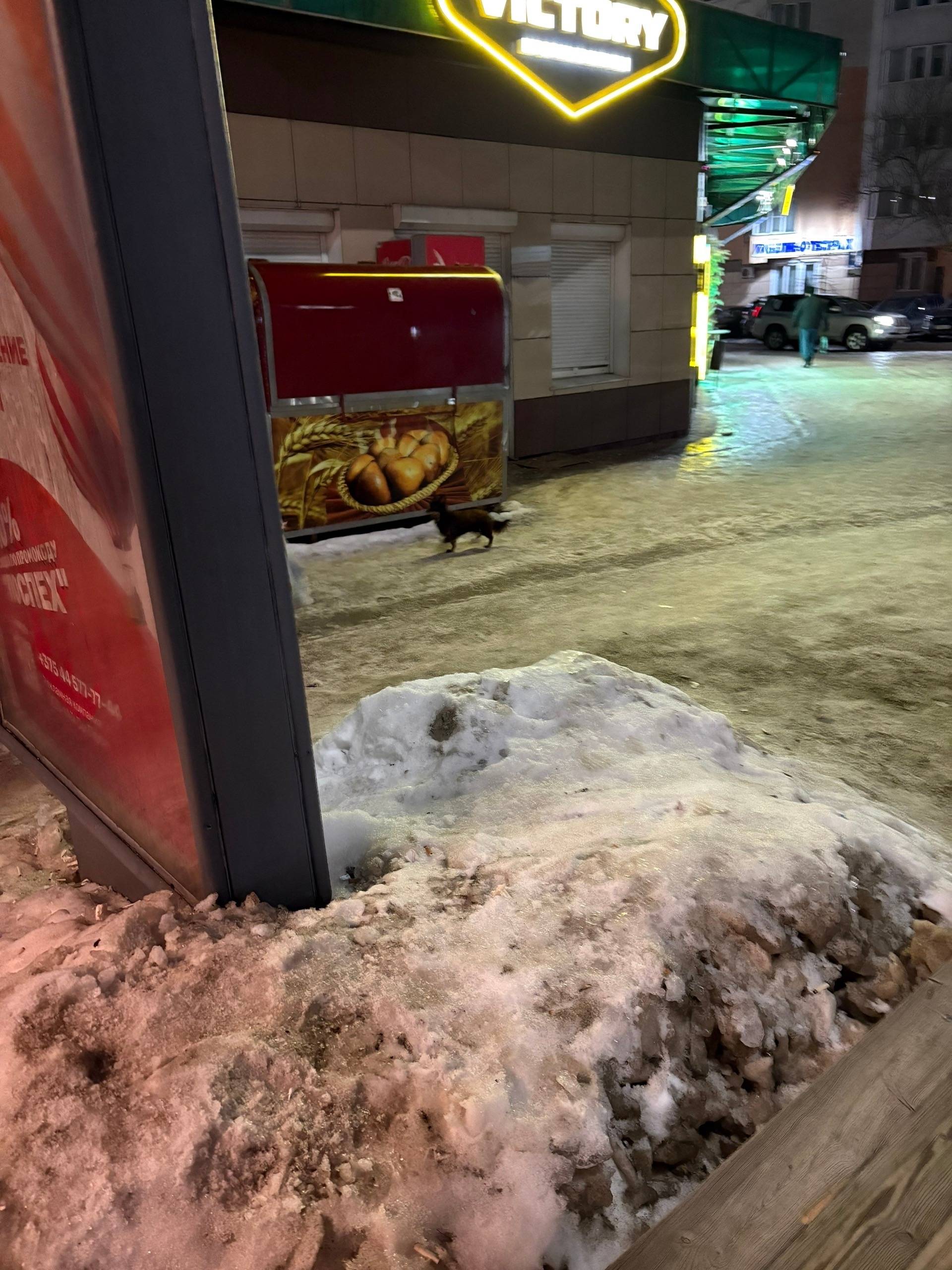 Пропал Рафик, маленькая собака коричневого цвета