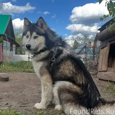 Пропал хаски Майк, СНТ «Акинское» (Нагорный)