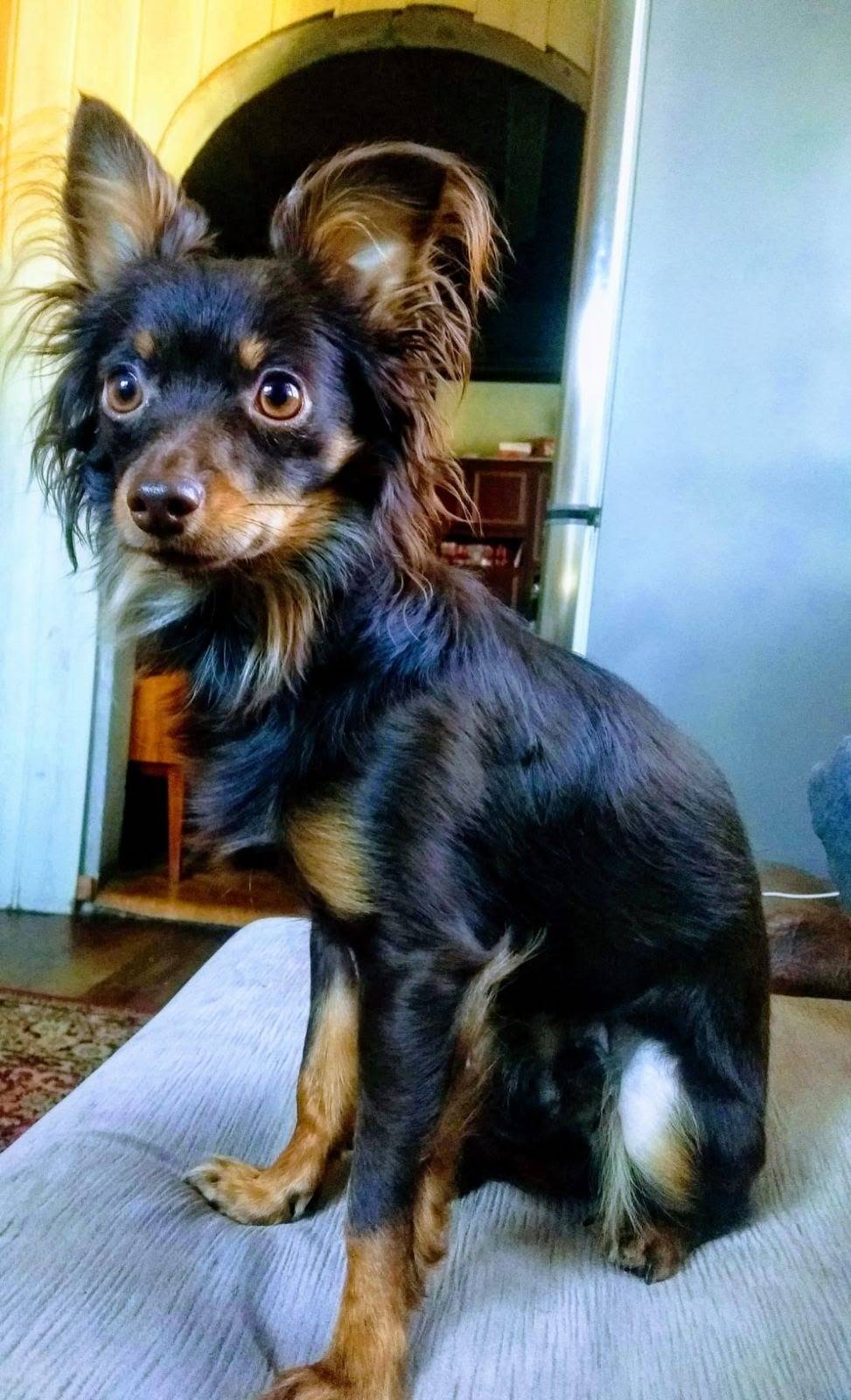 Пропал Рафик, район Зипа