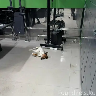 Найден метис фокстерьера, Подольск
