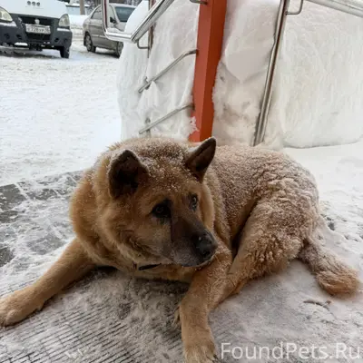 Найден пёс, лежит у монетки на Азина 203А