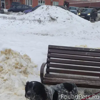 Найден пёс, 26 мкр, Аллея Белана